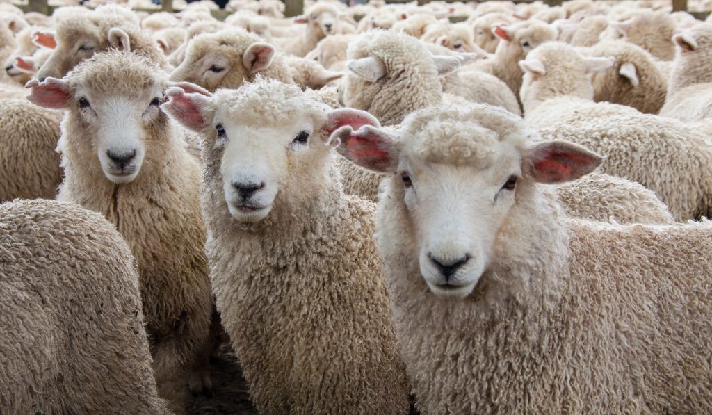 The Misunderstood Theory of Herd Immunity The Misunderstood Theory of Herd Immunity