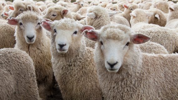 The Misunderstood Theory of Herd Immunity