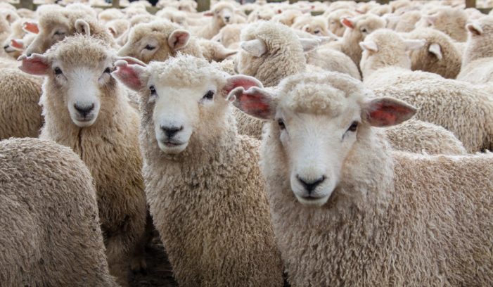 The Misunderstood Theory of Herd Immunity