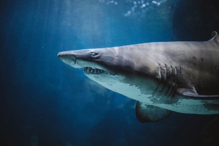 shark in the water Public Comment: Opposition to Fast Track Licensure of MF59 Adjuvanted Fluad