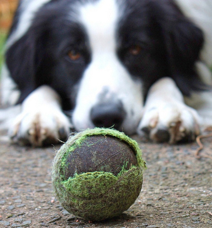 dog staring down ball