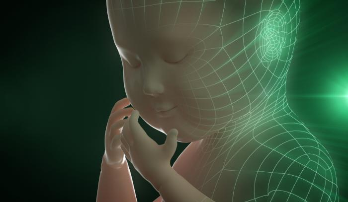 image of a fetus