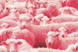 a herd of pink sheep