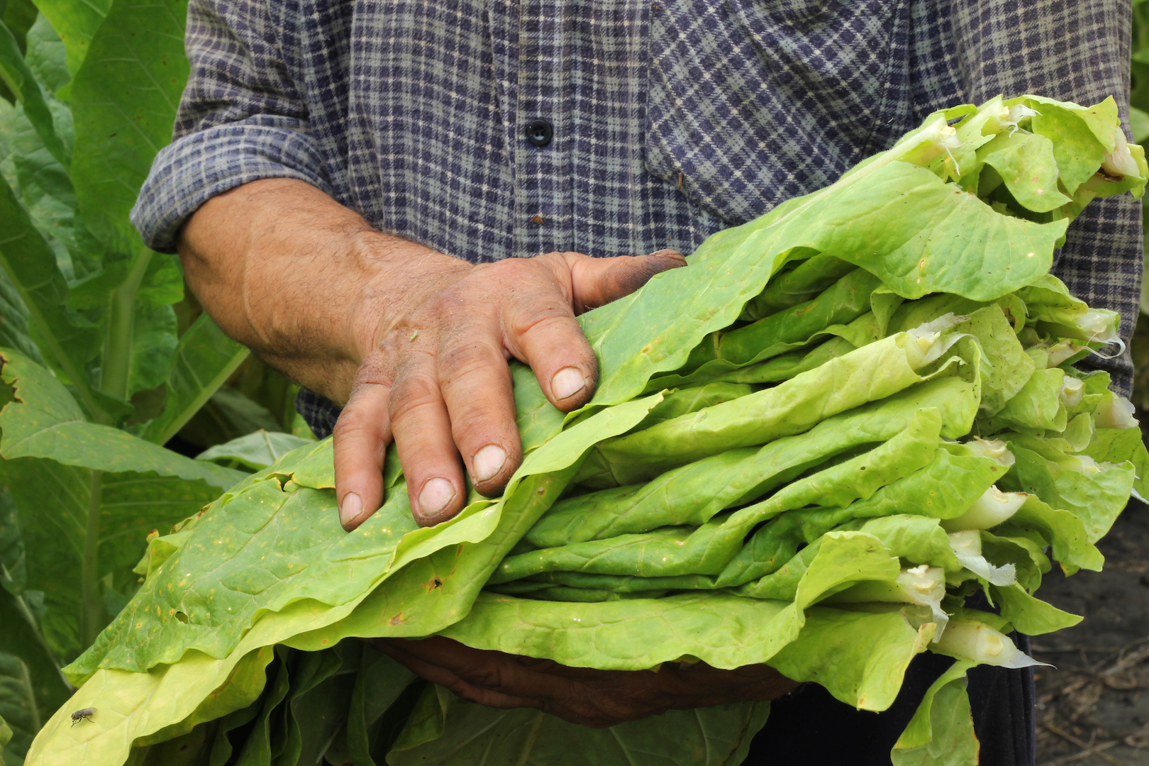 tobacco leaves