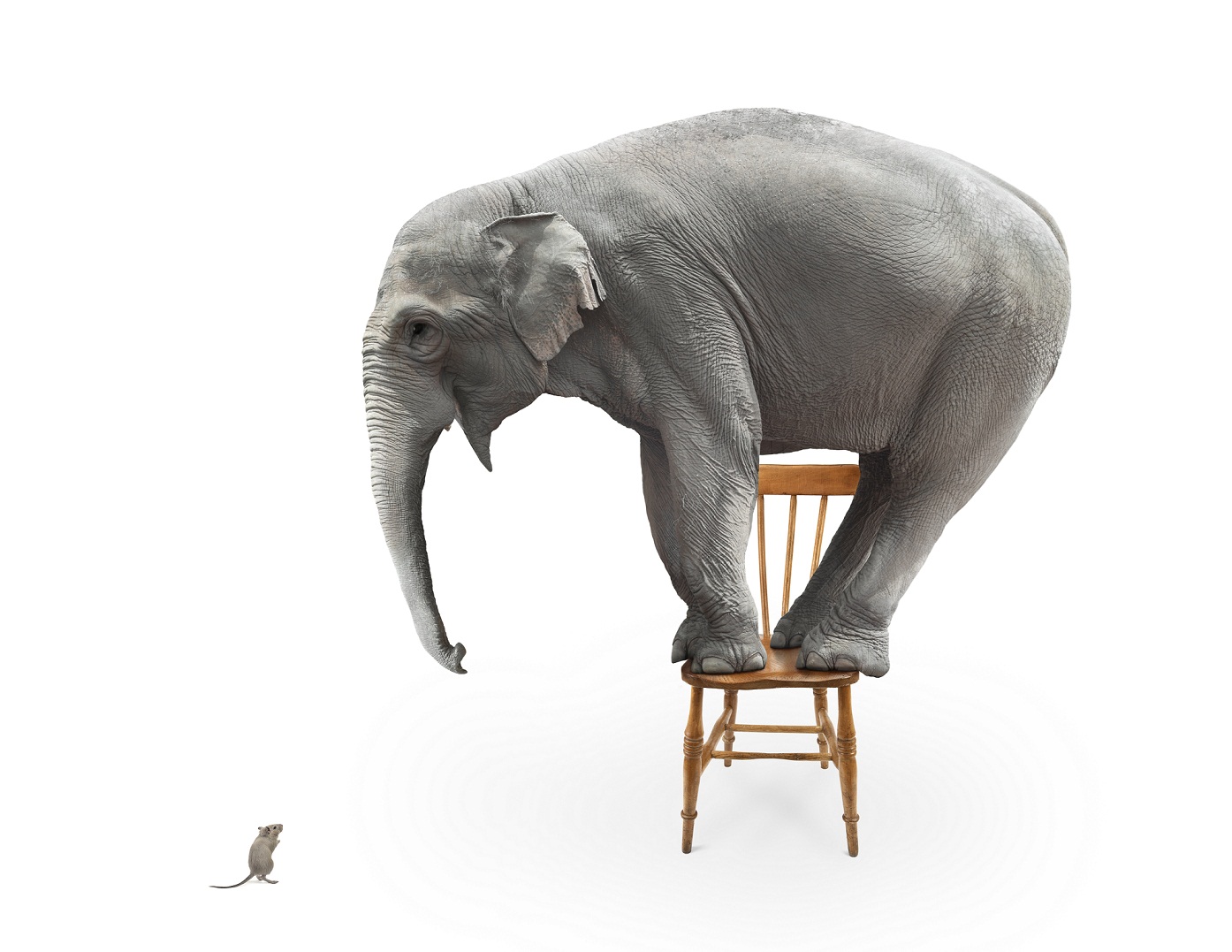 Elephant’s fear of mice