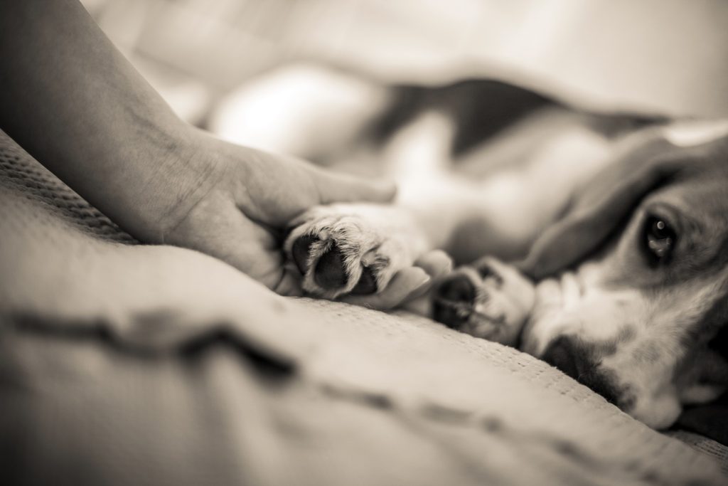 A Hidden Vaccine Side Effect That Many Pet Owners (and Vets) Never Suspect A Hidden Vaccine Side Effect That Many Pet Owners (and Vets) Never Suspect