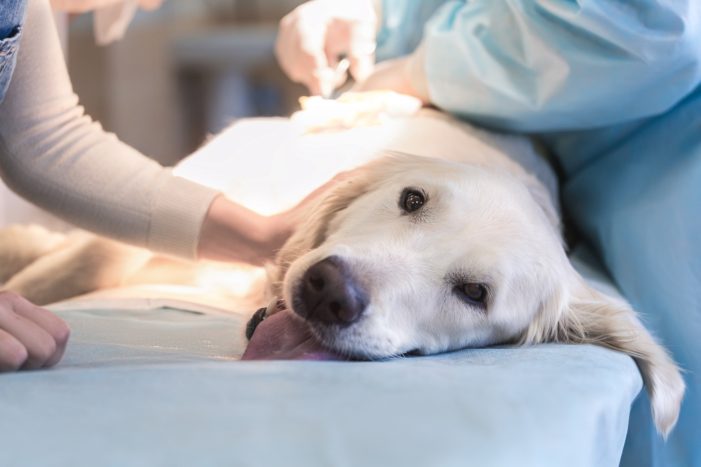 Autism Symptoms in Pets Rise as Pet Vaccination Rates Rise