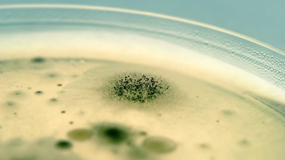 mold and bacteria The Antibiotic Resistance Crisis and Vaccines