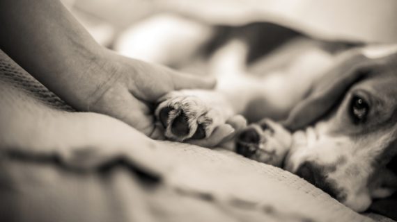 droopy dog Solid Research on Autism in Dogs Lacking