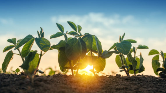 plants and rising sun Vaccinating Plants: A Risky Technology?