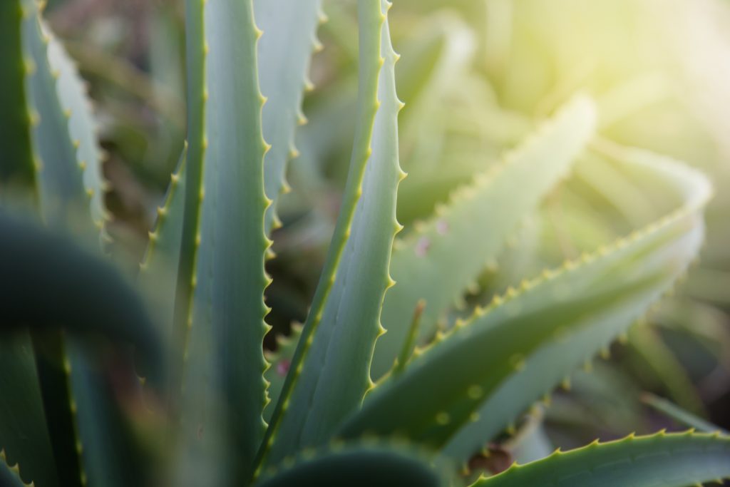 Common Houseplants Scrub the Air of Indoor Toxins