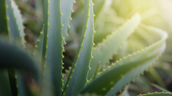 houseplant Common Houseplants Scrub the Air of Indoor Toxins
