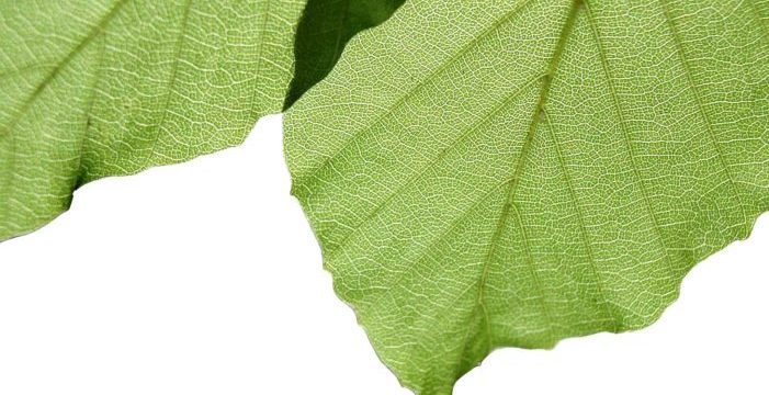 green leaves Barbara Loe Fisher on Medical Exemptions to Vaccination
