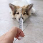 dog staring down vaccine