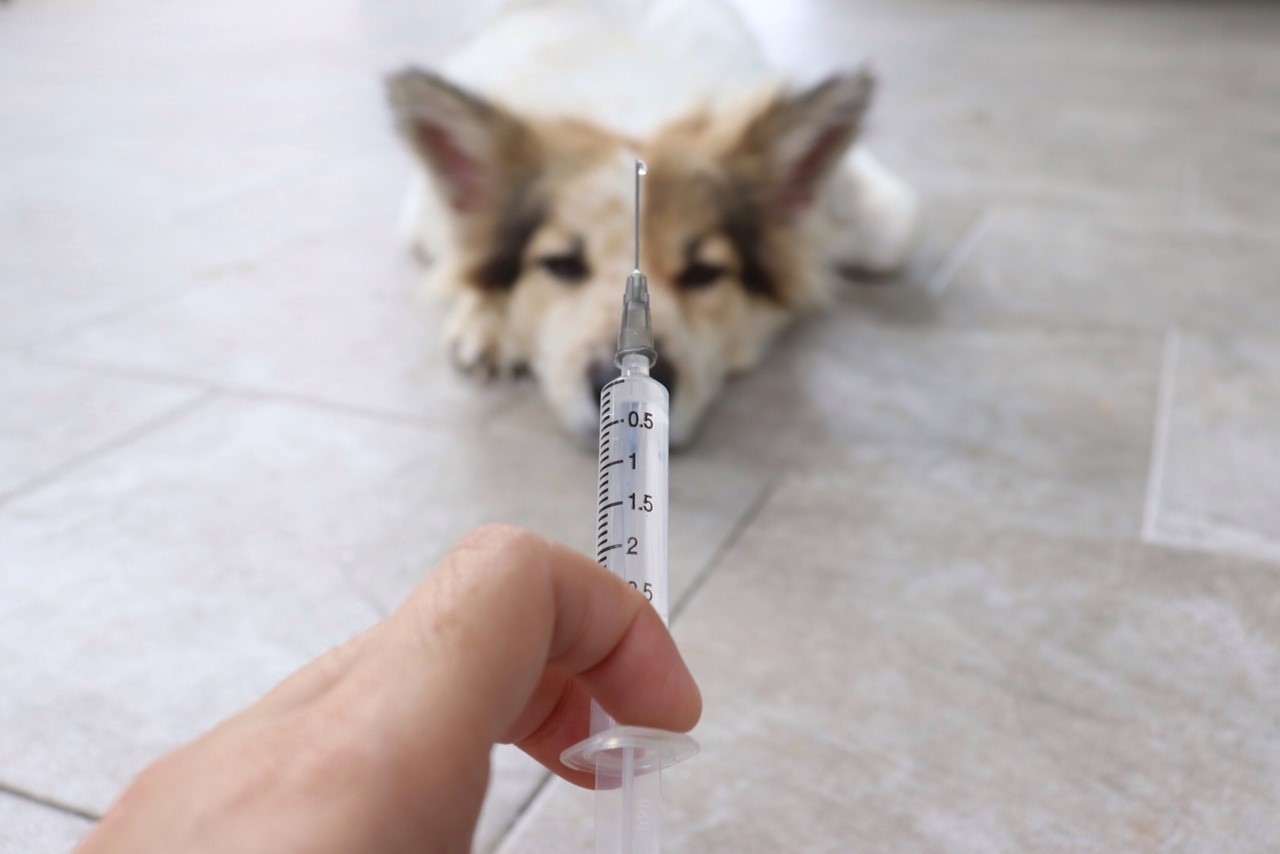 dog staring down vaccine