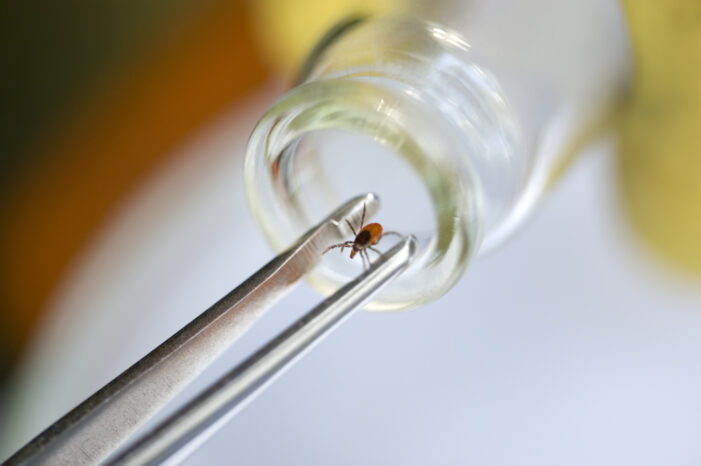 Ticks, Mammal Vaccine Ingredients and Alpha-gal Allergy