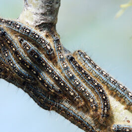 download army worm control