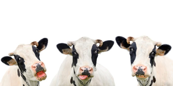 Genetically Engineered Cow Plasma Therapy for COVID-19 Will Be Tested on Humans