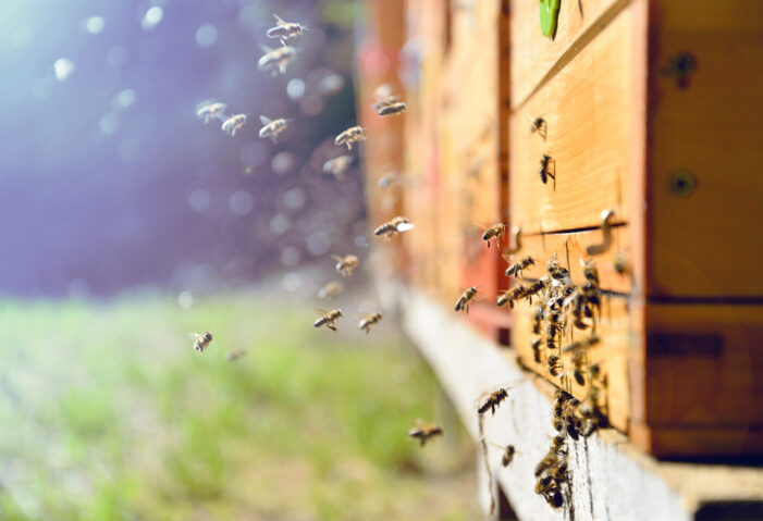 Honeybee Venom Destroys Cancer Cells