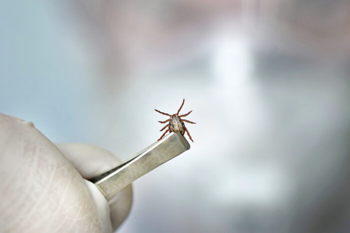 Another Shot at a Vaccine for Lyme Disease