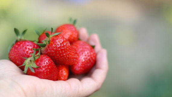 holding strawberries The Tragedy of Unintended Consequences