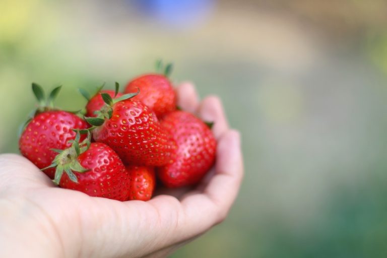 holding strawberries