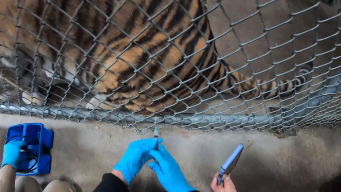 Zoo Animals Given Experimental COVID-19 Vaccine