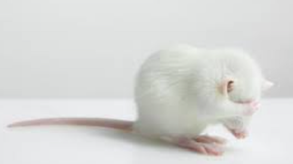 Safety and Effectiveness of New COVID Bivalent Boosters Based on a Study of Eight Mice?