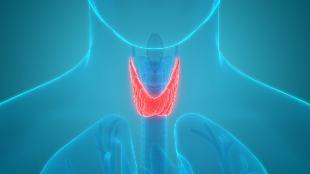 thyroid gland illustration