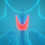thyroid gland illustration