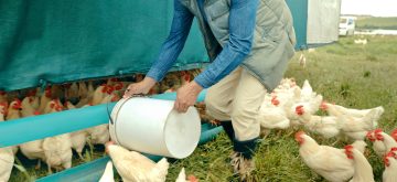 U.S. May Vaccinate Poultry in Response to Bird Flu Outbreak