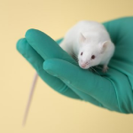 holding a mouse