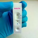 avian flu test