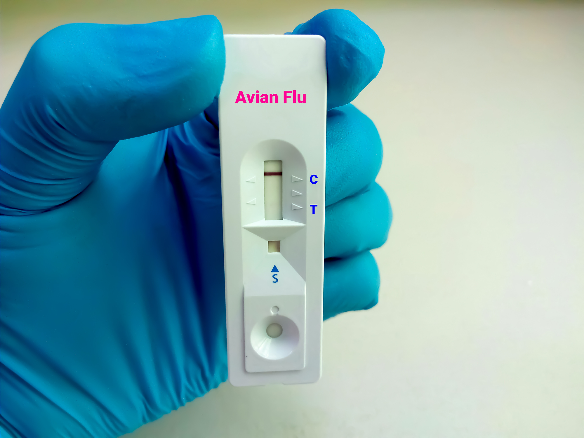 avian flu test