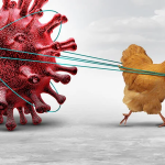 chicken pulling virus