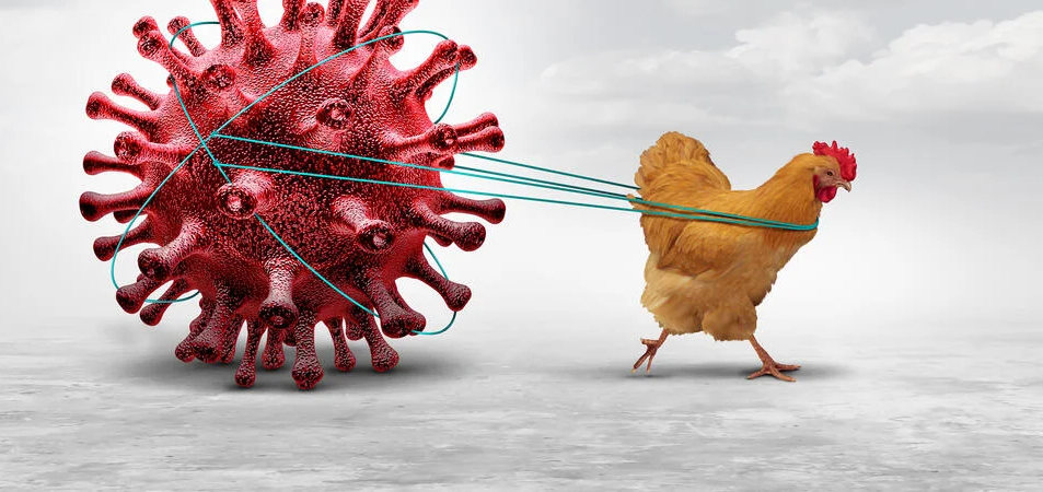 chicken pulling virus