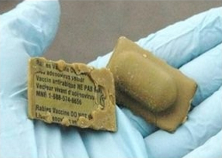 Oral Rabies Vaccine Deployed by Air to Vaccinate Wildlife in Vermont