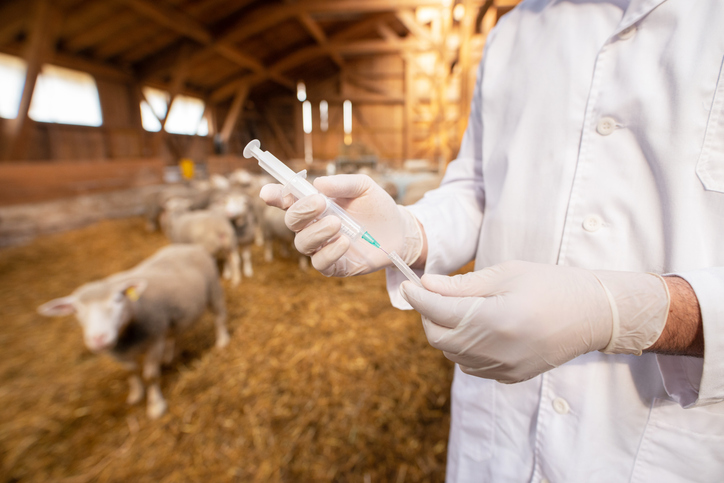 Study of First Next Generation mRNA Bird Flu Shots in Cattle Published