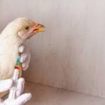 chick & shot