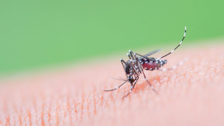 FDA Suspends Chikungunya Vaccine Over Safety Concerns