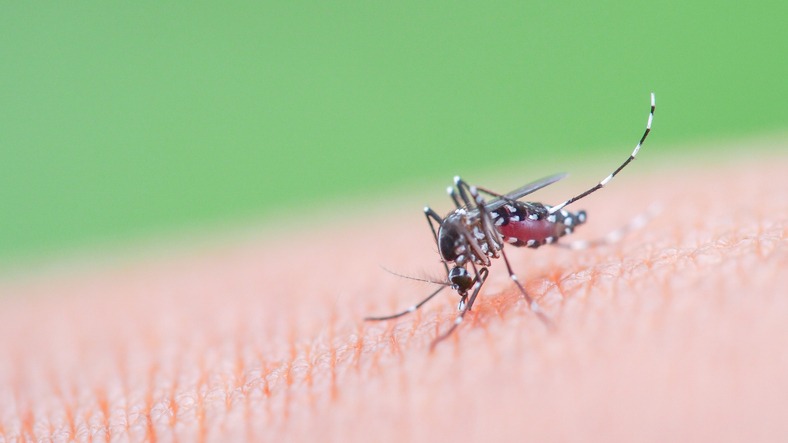 FDA Suspends Chikungunya Vaccine Over Safety Concerns