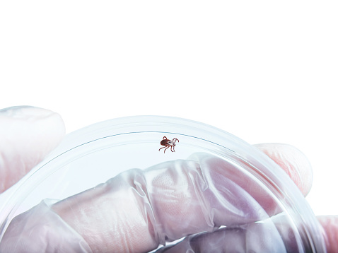 Pfizer/Valneva Aim for FDA Approval of mRNA Shot for Lyme Disease