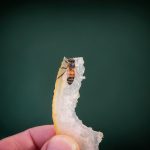 “Vaccines” for Honeybees and Shrimp? “Vaccines” for Honeybees and Shrimp?