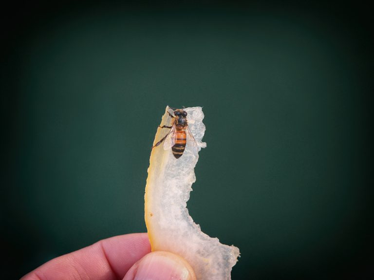 “Vaccines” for Honeybees and Shrimp?