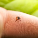European Medicines Agency Begins Review of New Lyme Disease Vaccine European Medicines Agency Begins Review of New Lyme Disease Vaccine