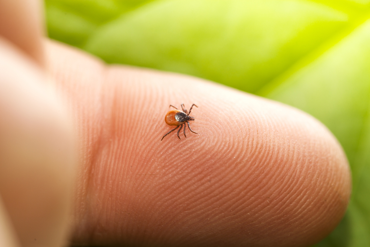 European Medicines Agency Begins Review of New Lyme Disease Vaccine European Medicines Agency Begins Review of New Lyme Disease Vaccine