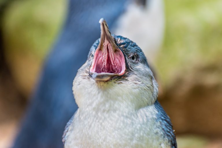 Penguins in Australia Given Bird Flu Vaccine Even Though It Can’t Stop Infection and Transmission