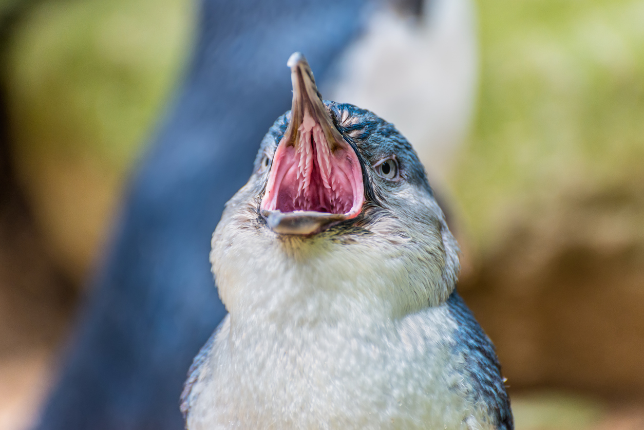 Penguins in Australia Given Bird Flu Vaccine Even Though It Can’t Stop Infection and Transmission