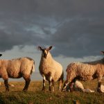 New Foot-and-Mouth Disease Vaccine Developed by South Korean Company