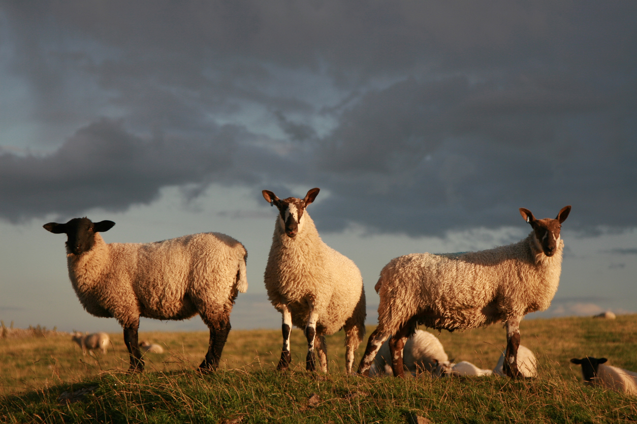 New Foot-and-Mouth Disease Vaccine Developed by South Korean Company